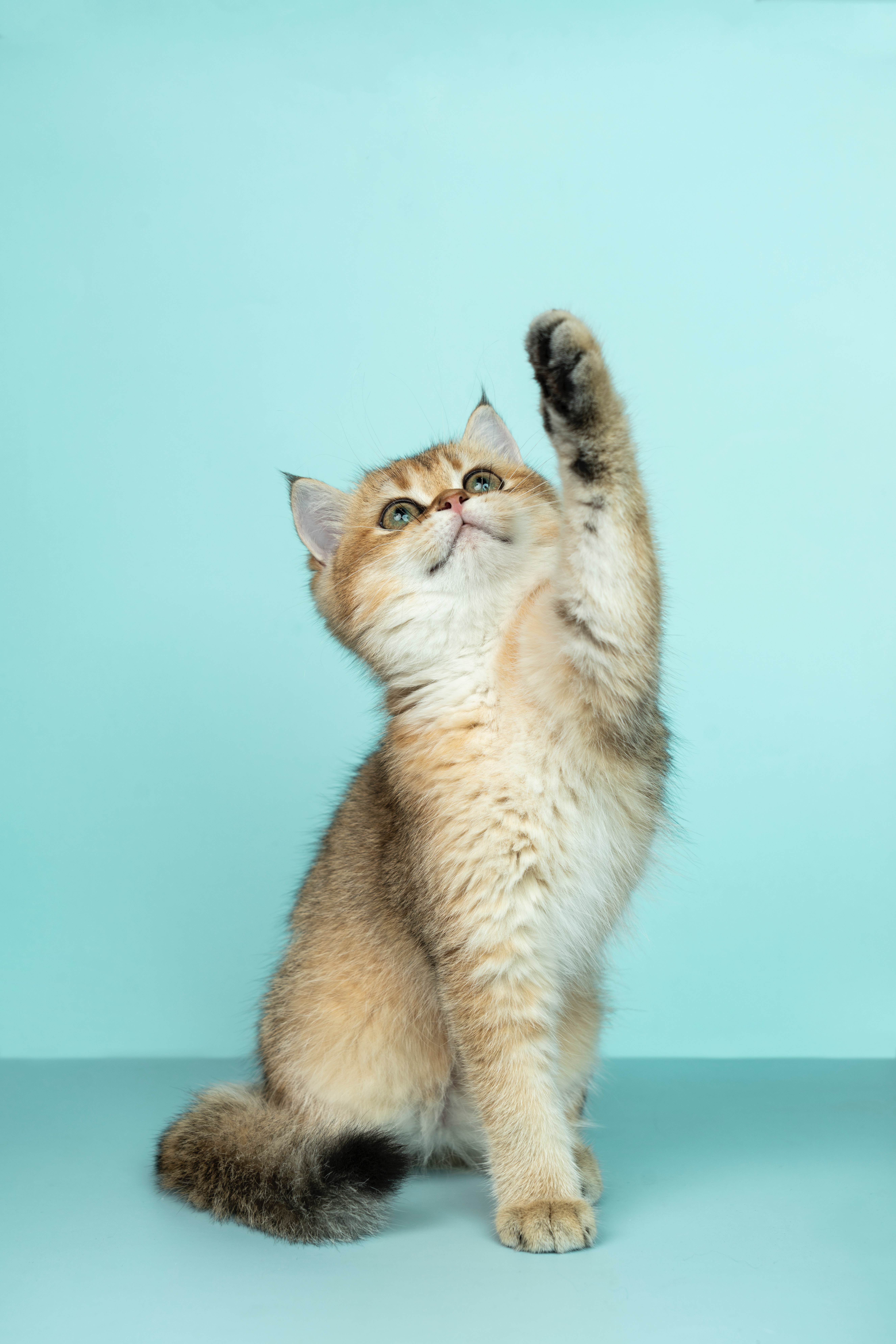 cute cat