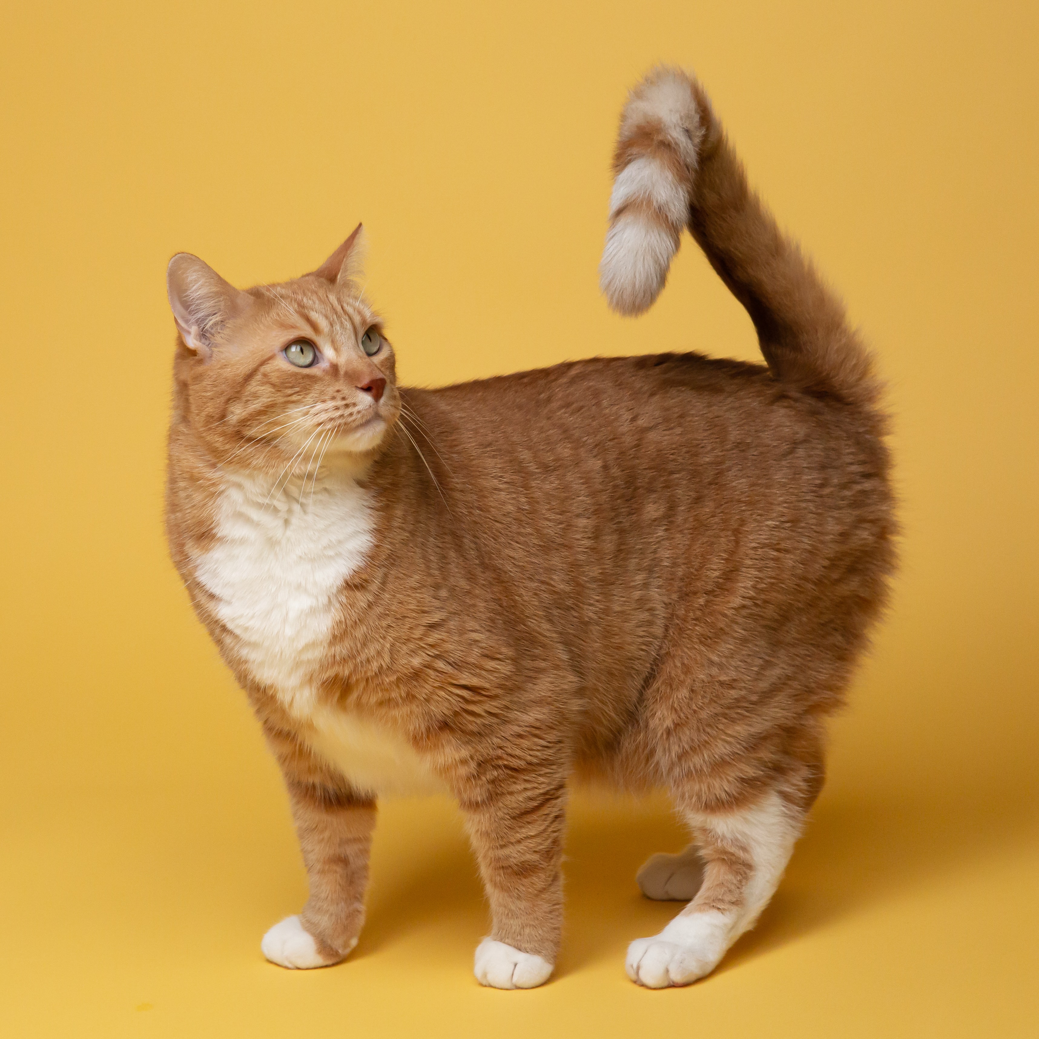 cute cat