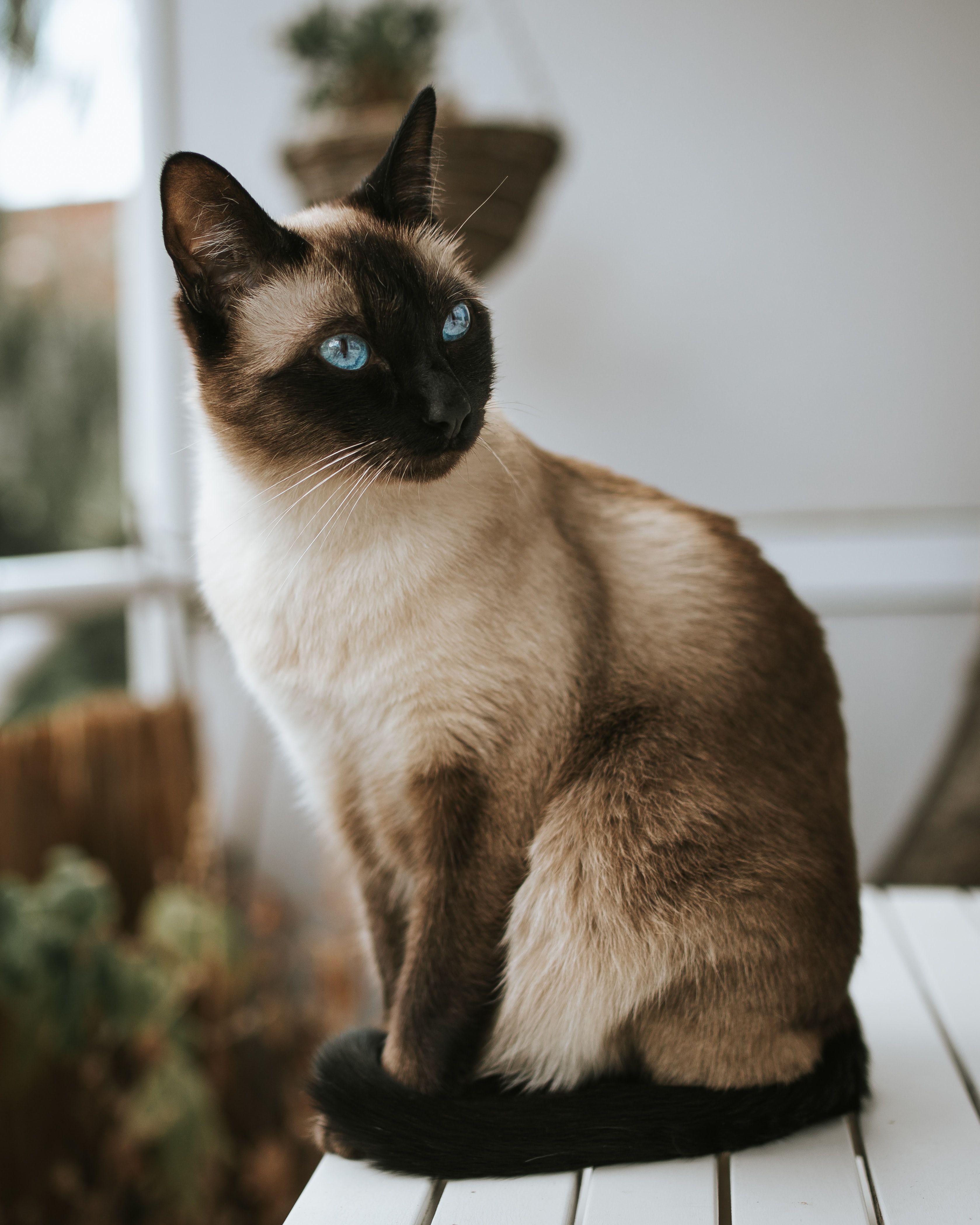 cute cat