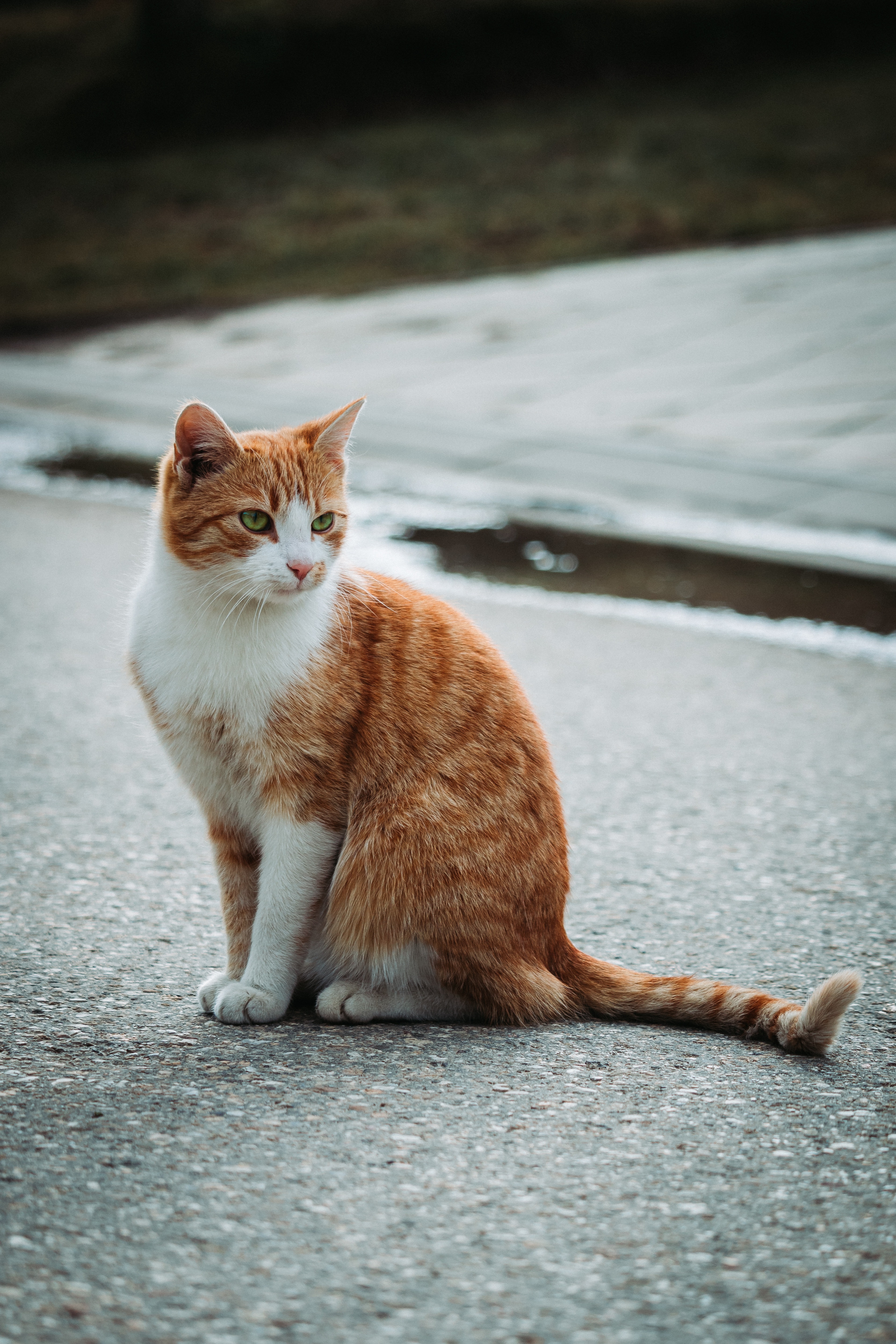 cute cat