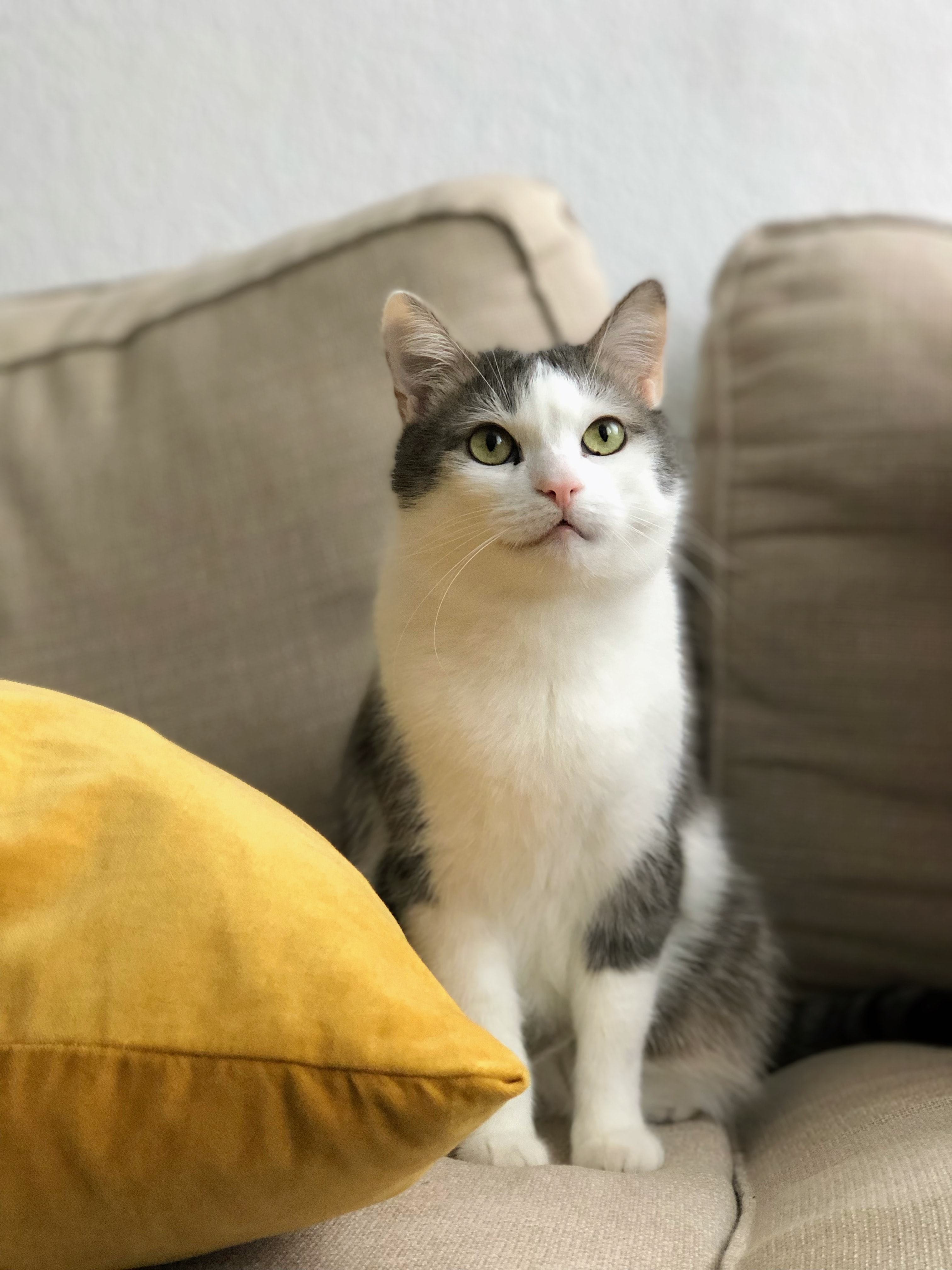 cute cat
