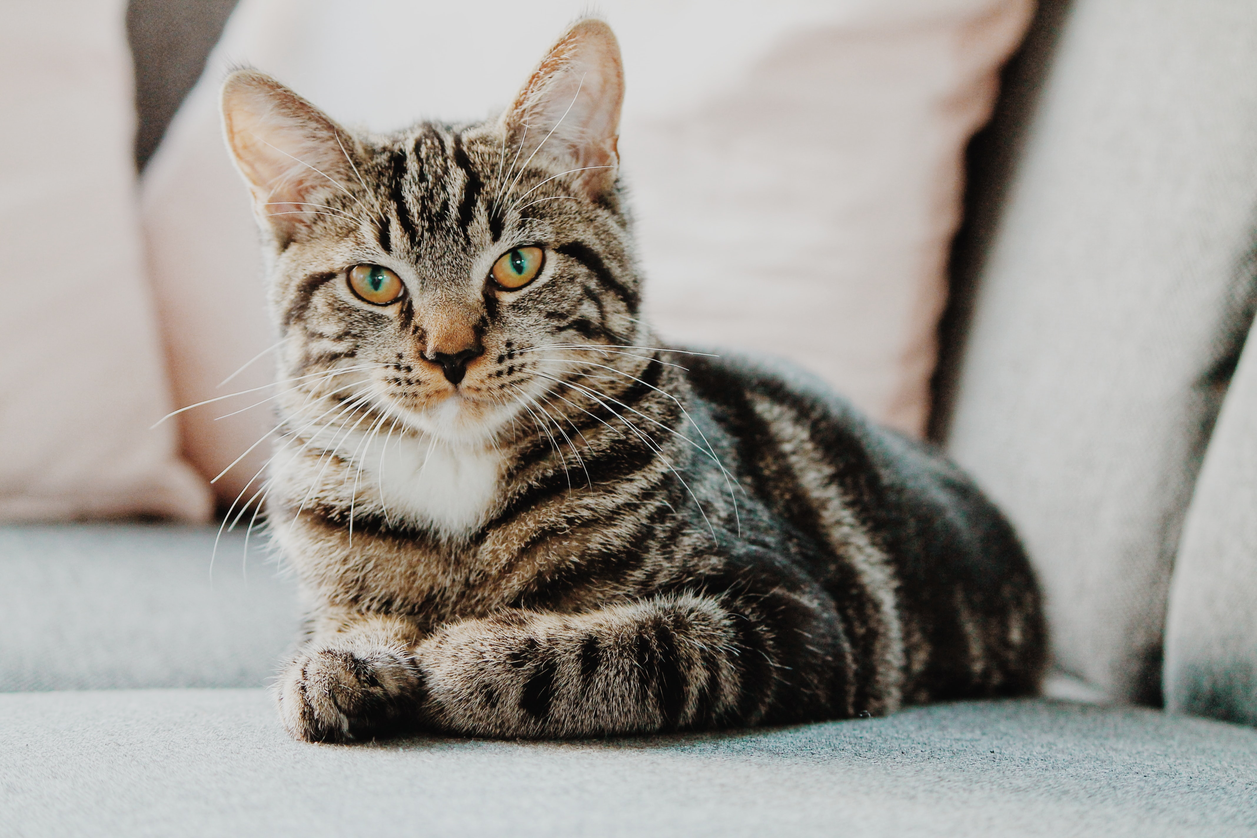 cute cat