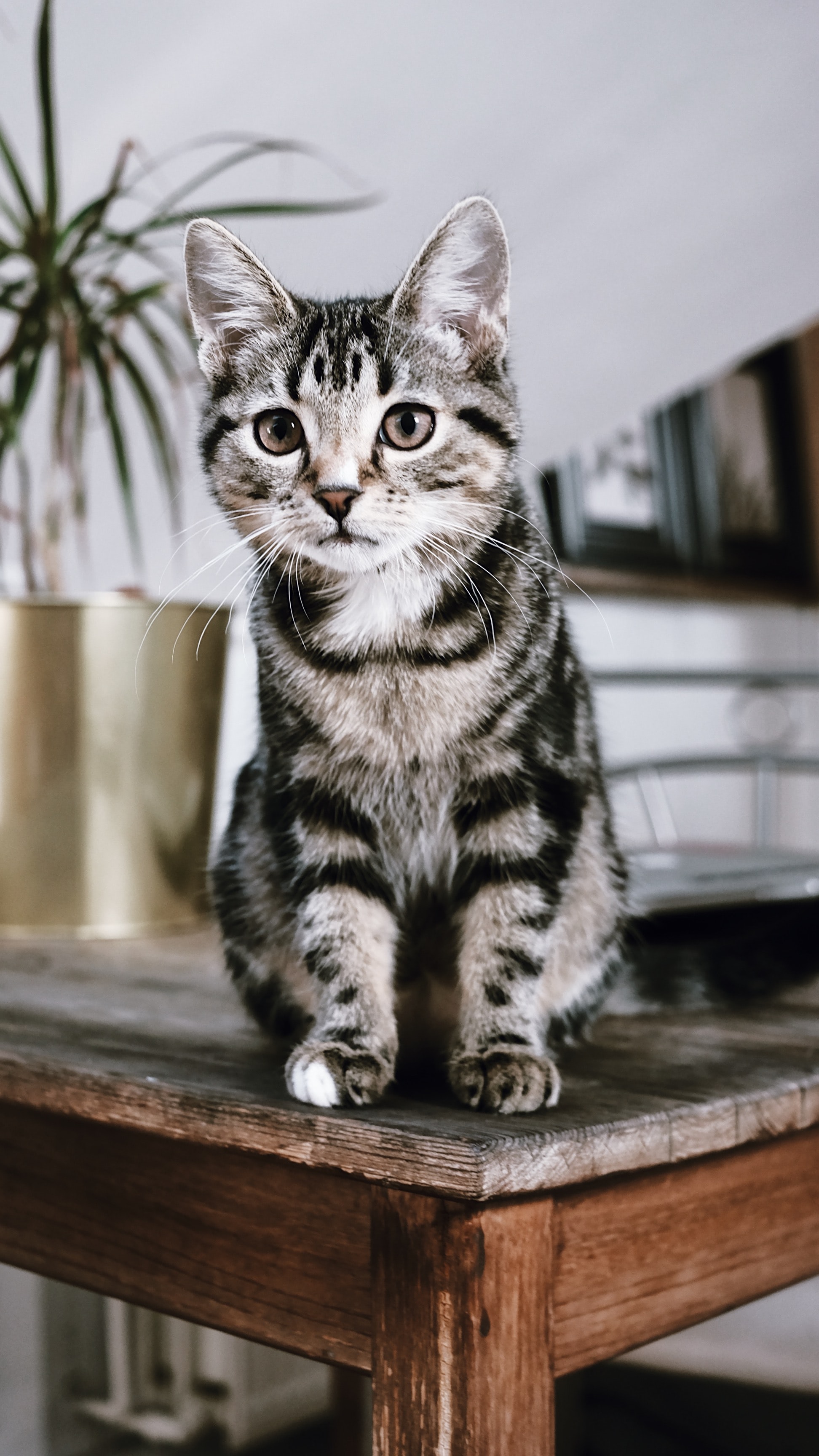 cute cat