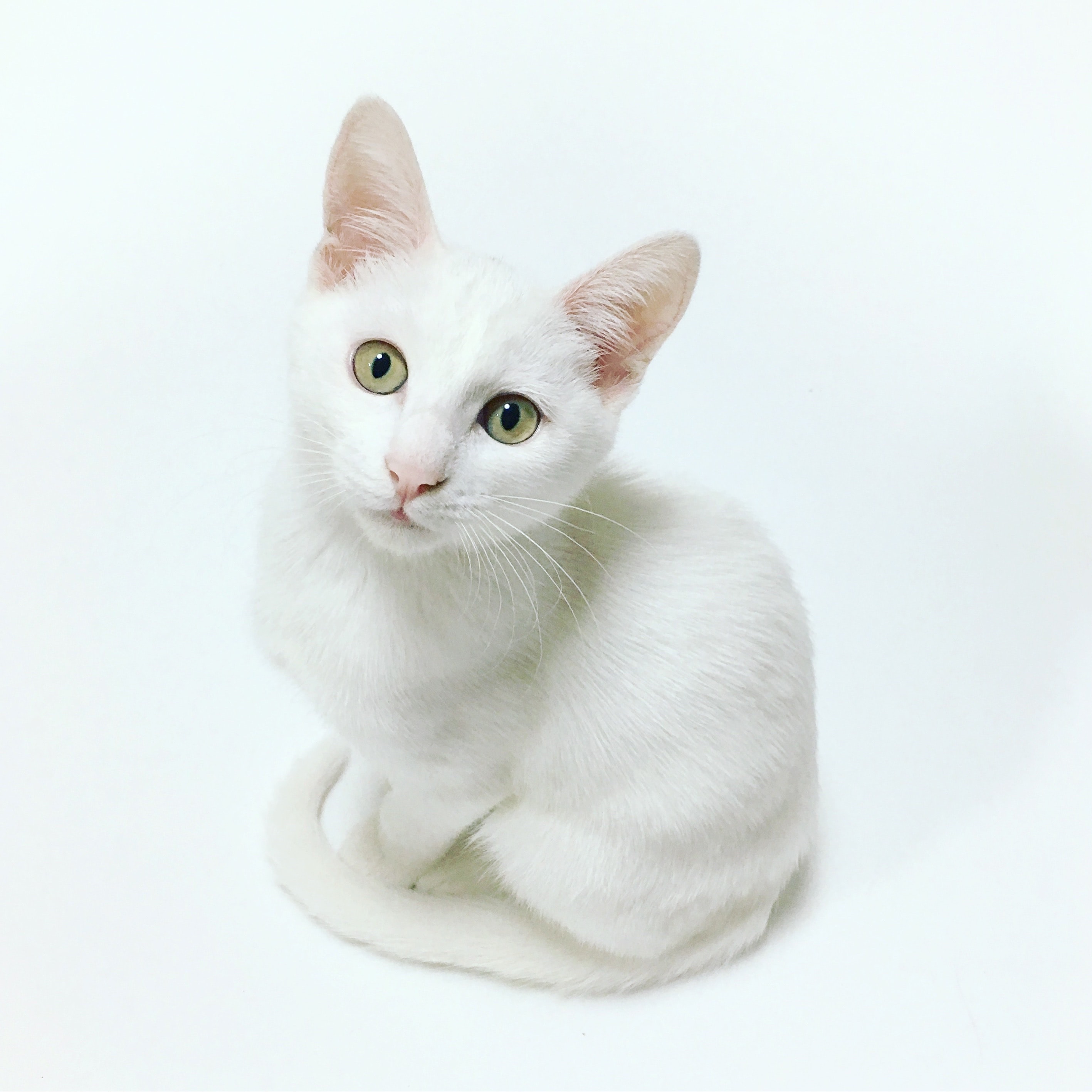 cute cat