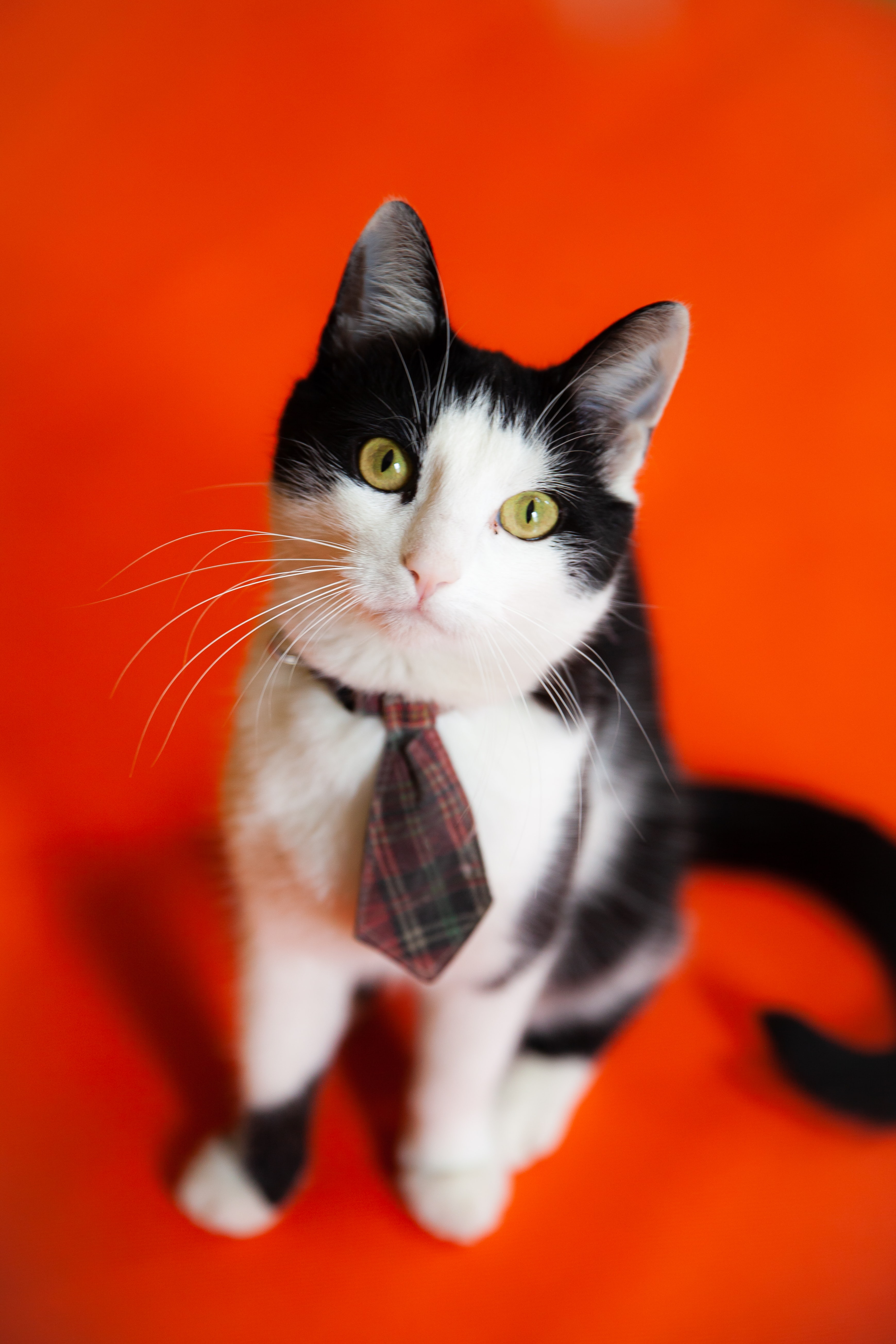 cute cat