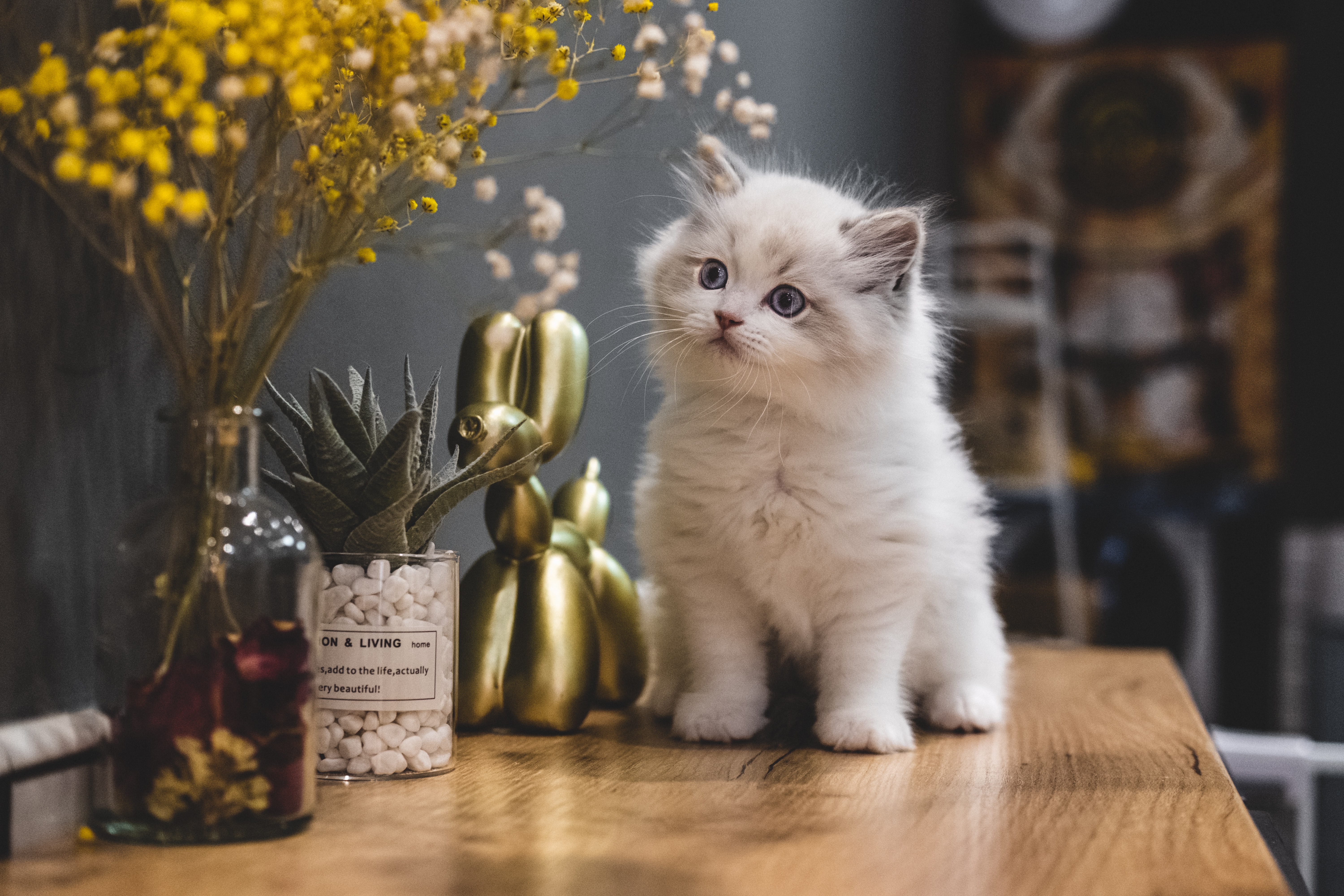 cute cat