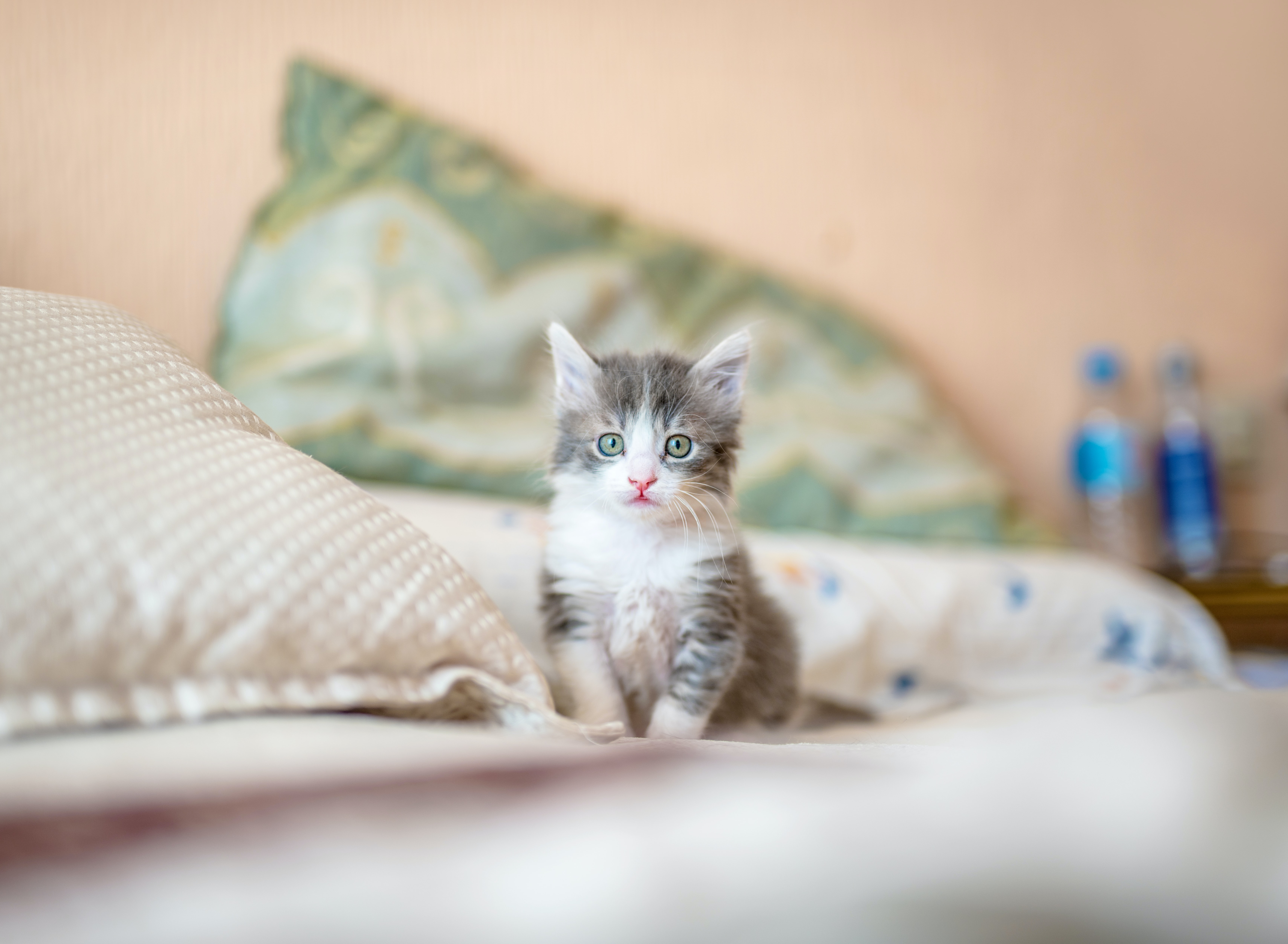 cute cat