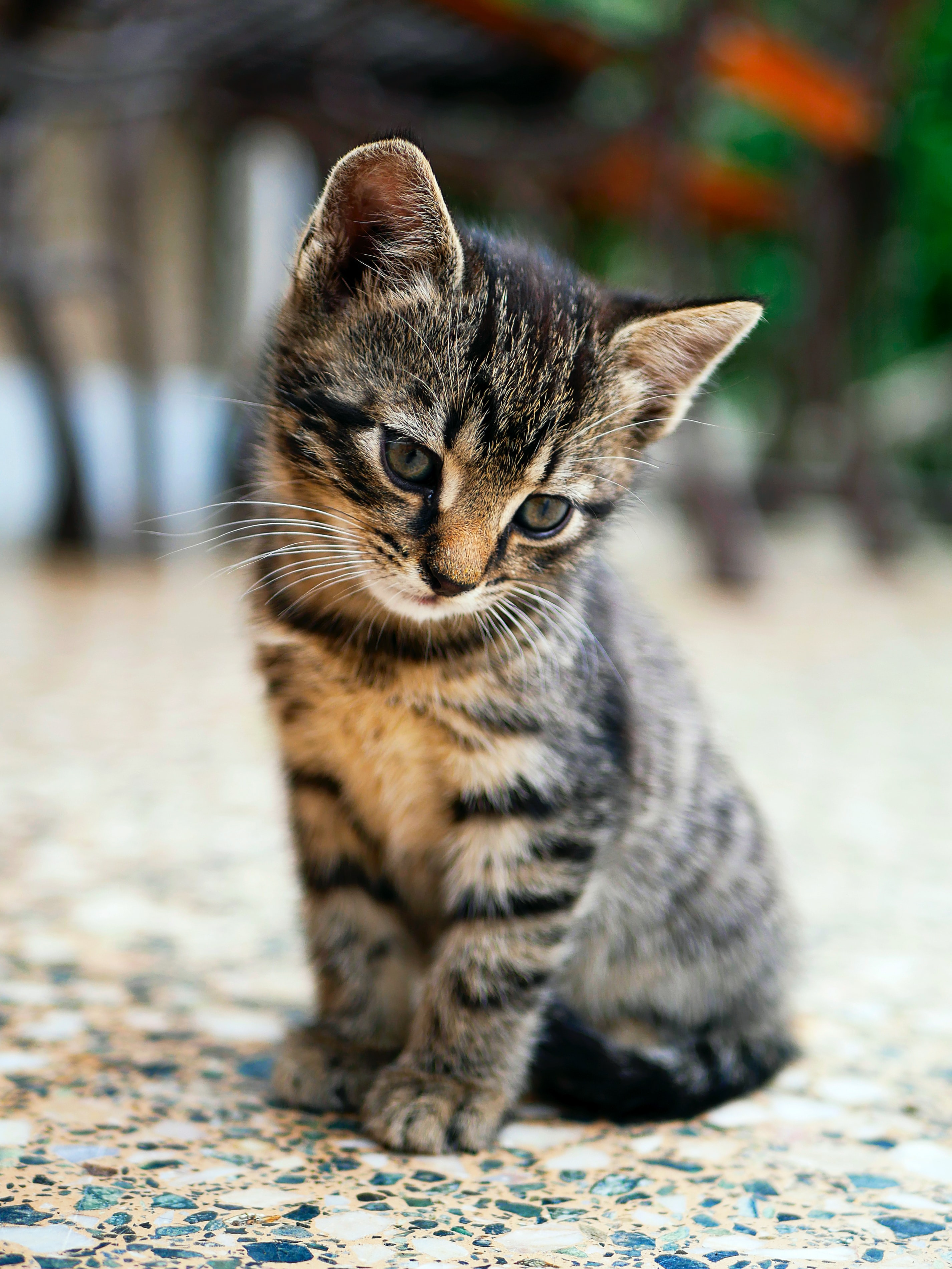 cute cat
